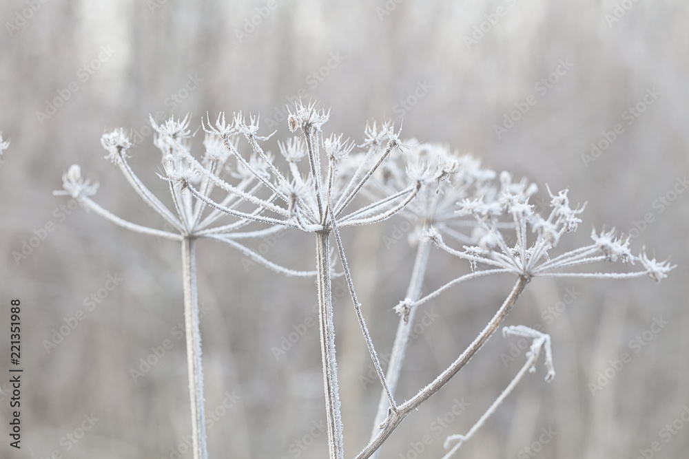 Delicate plants with hoarfrost on cold winter day Delicate plants with hoarfrost on cold winter day