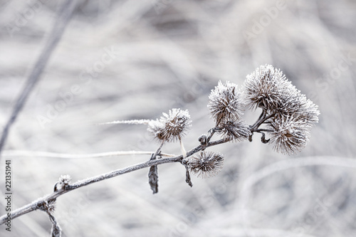 Delicate plants with hoarfrost on cold winter day