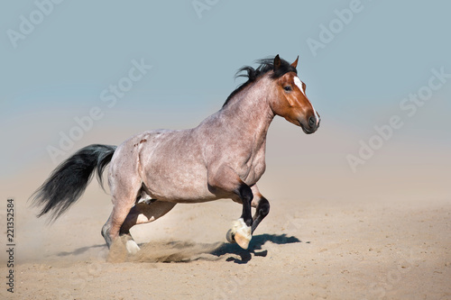 Roan horse free run fast in sandy dast photo