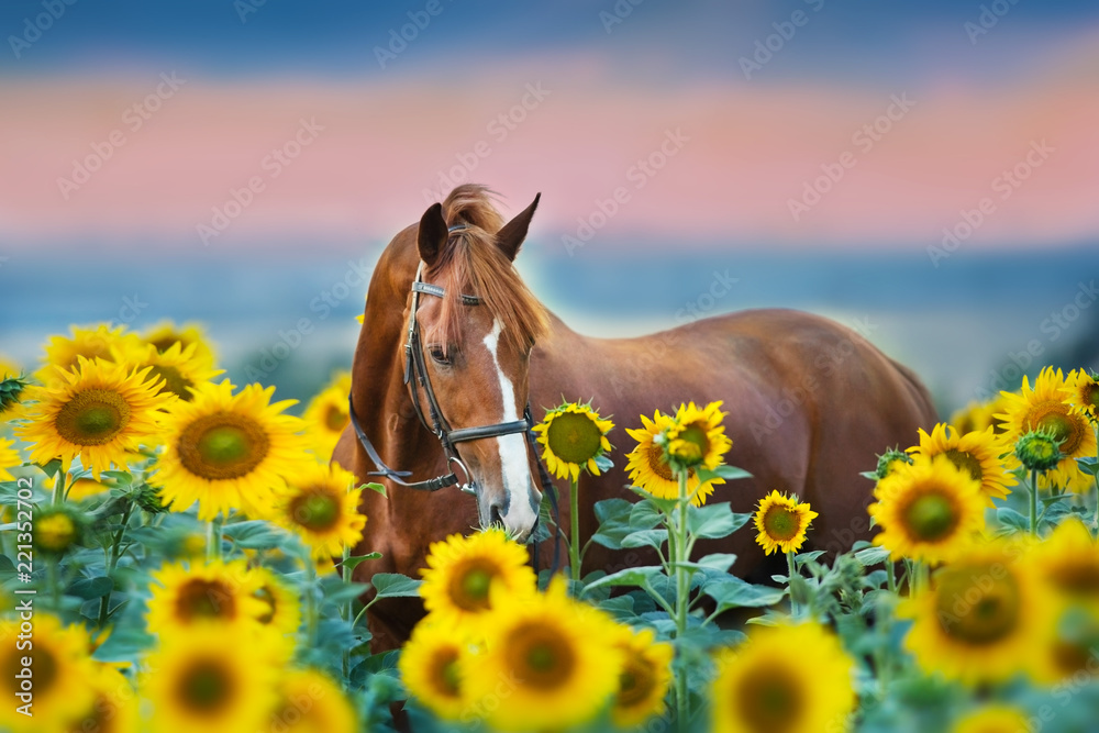 Red stallion in bridle portrait in sunflowers - obrazy, fototapety, plakaty 