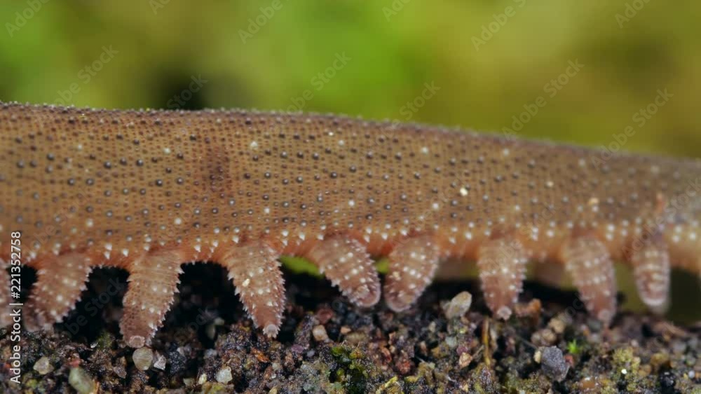 Video Stock A Peripatus (velvet worm) walks through frame. In the
