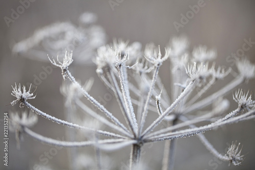 Delicate plants with hoarfrost on cold winter day © Sunnydays