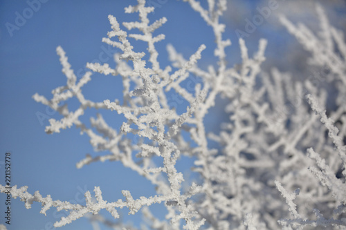 Delicate plants with hoarfrost on cold winter day © Sunnydays