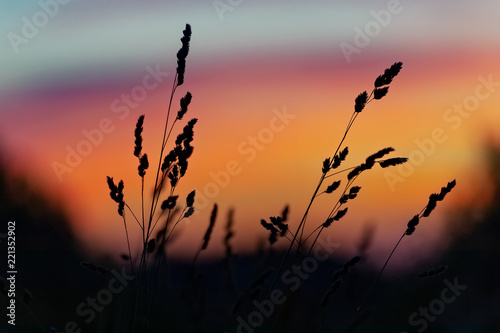 Sunset over wild grass field