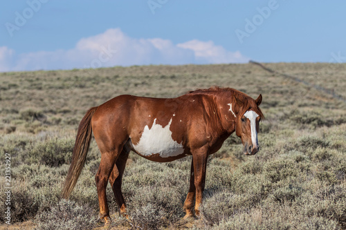 Beautiful Wild Horse in Sand Wash Basin Colorado