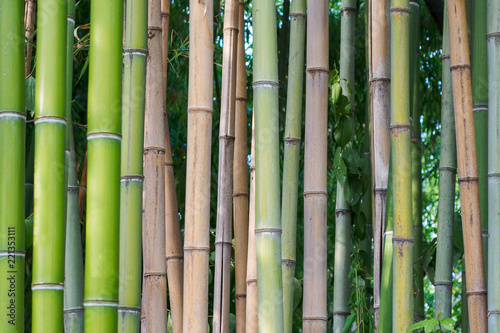 Fototapeta Naklejka Na Ścianę i Meble -  bamboo tree, tropical forest