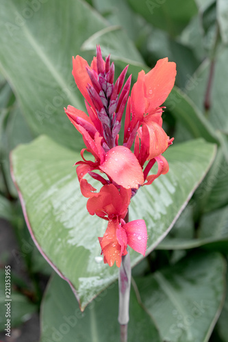 Red canna Lily   Butsarana  Cannas   Canna indica  Indian shot 