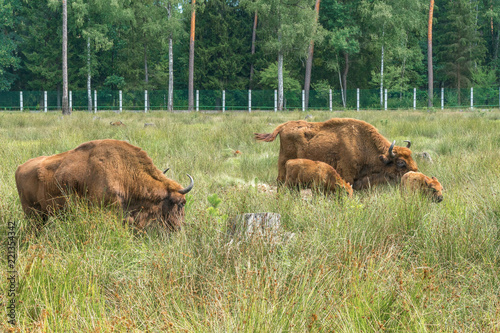 European bisons (iBison bonasus) n its natural habitat. photo