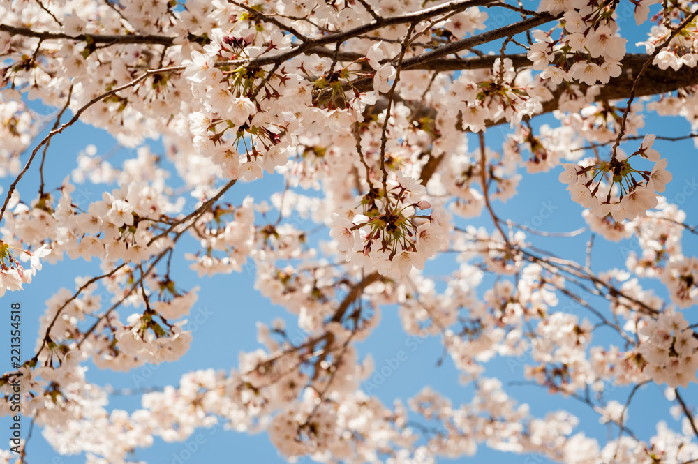 Spring blooming cherry tree in Salt Lake City with blue sky background.