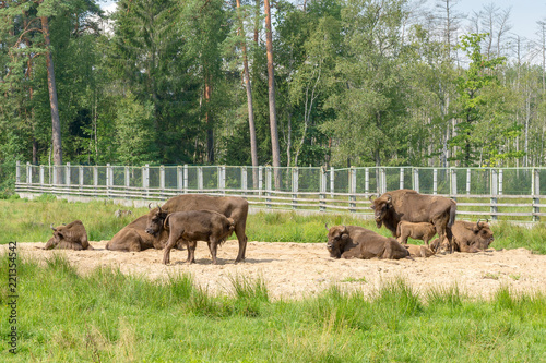 European Bison, Bison bonasus, Visent