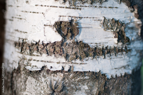 Textured background. Birch tree bark blured on edges