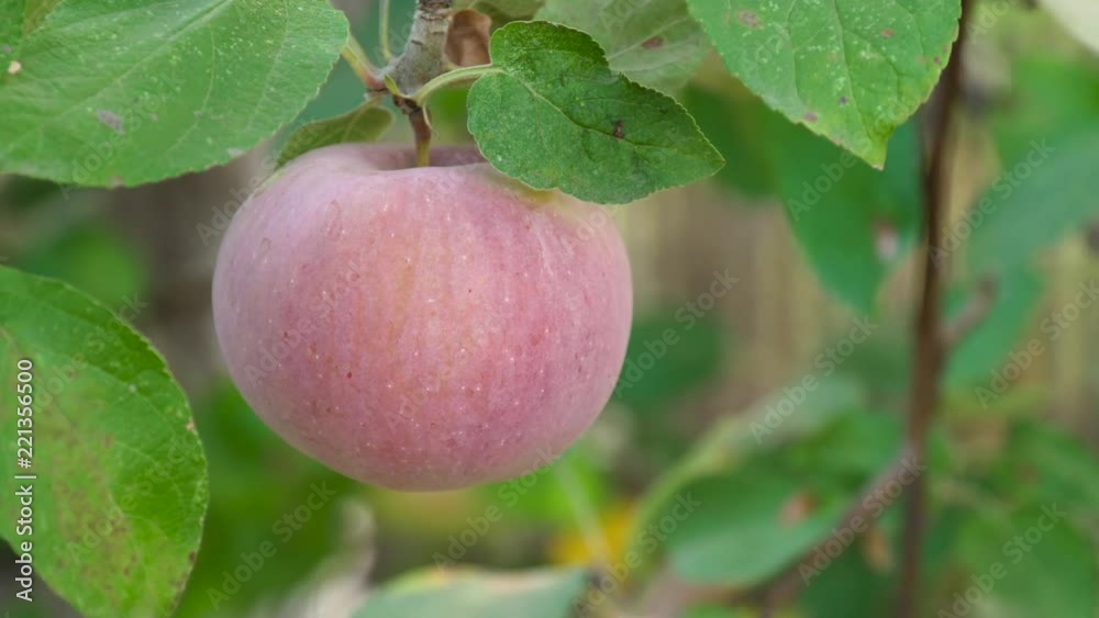 Closeup of pink apples on a branch in an orchard. Fresh Organic Apples. Ripe apple on tree. Red apple on a tree branch in the summer garden, close up. Closeup of pink apples on a branch in an orchard. Fresh Organic Apples. Ripe apple on tree. Red apple on a tree branch in the summer garden, close up.
