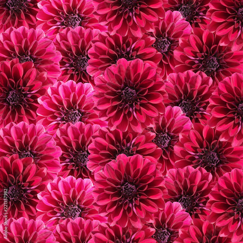 Fototapeta Naklejka Na Ścianę i Meble -  Beautiful floral background of burgundy dahlias
 