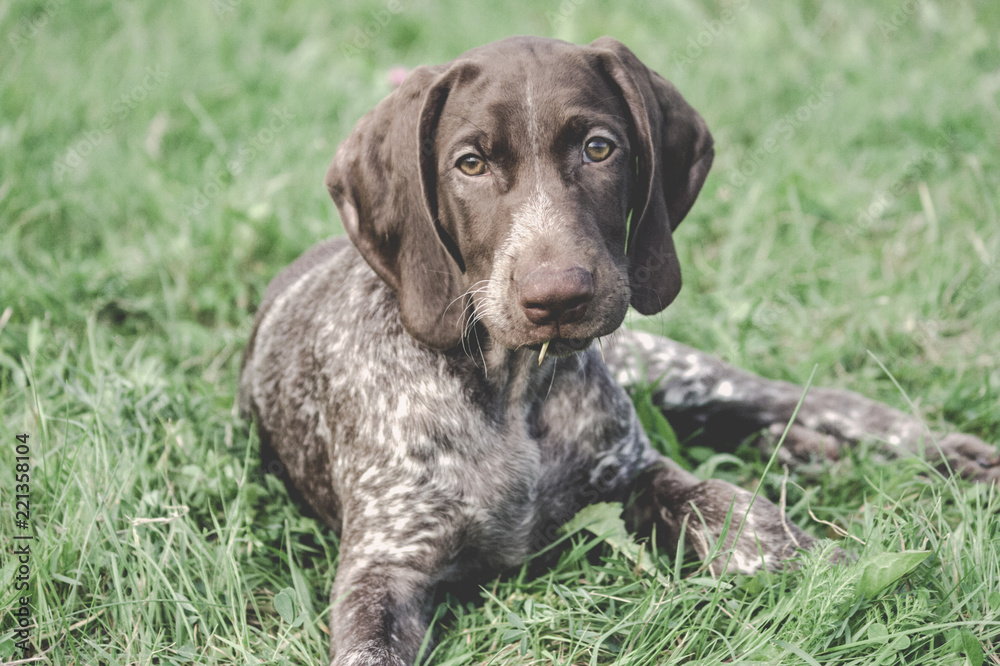 German Shorthaired Pointer, German kurtshaar one spotted puppy  lying on green grass, looking straight into the eyes, intelligent look and sweet girl, in the mouth of blade of grass, close-up portrait