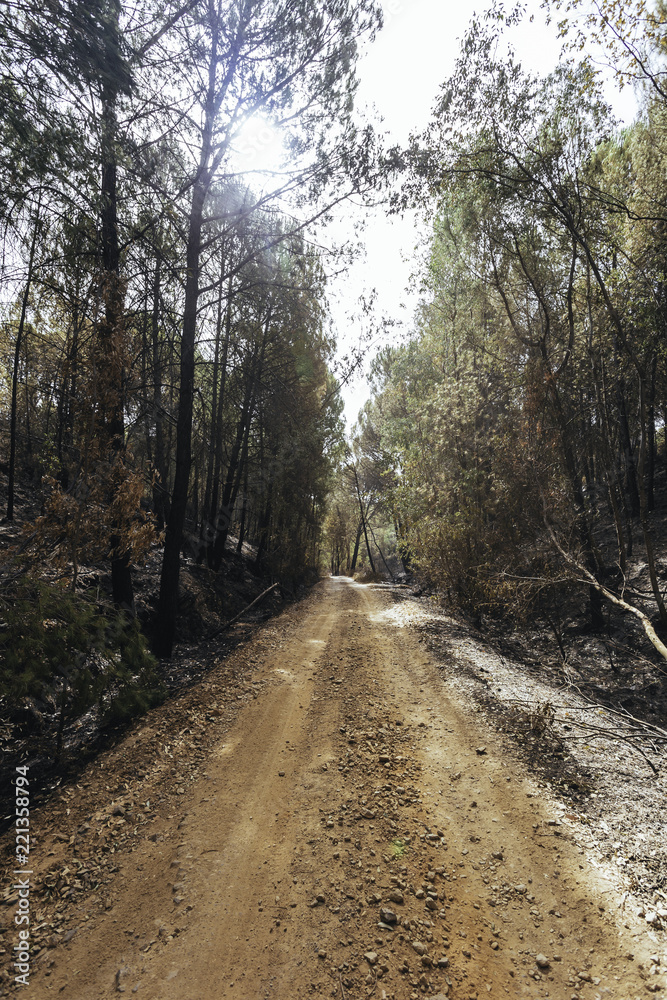 Fototapeta premium Dirt road between the forest