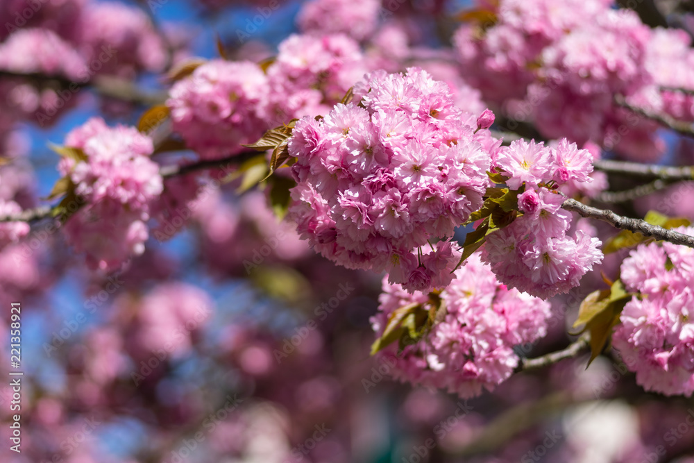 Flowering time. Sakura flowers close-up. Flowering time. Sakura flowers close-up.