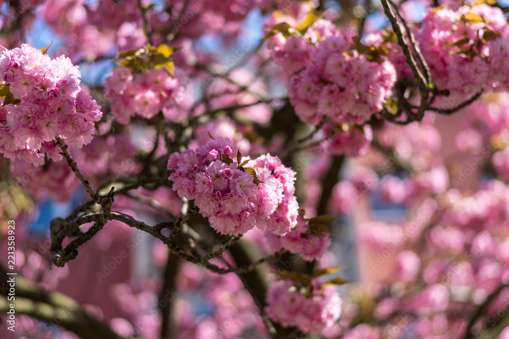 Flowering time. Sakura flowers close-up. Flowering time. Sakura flowers close-up.