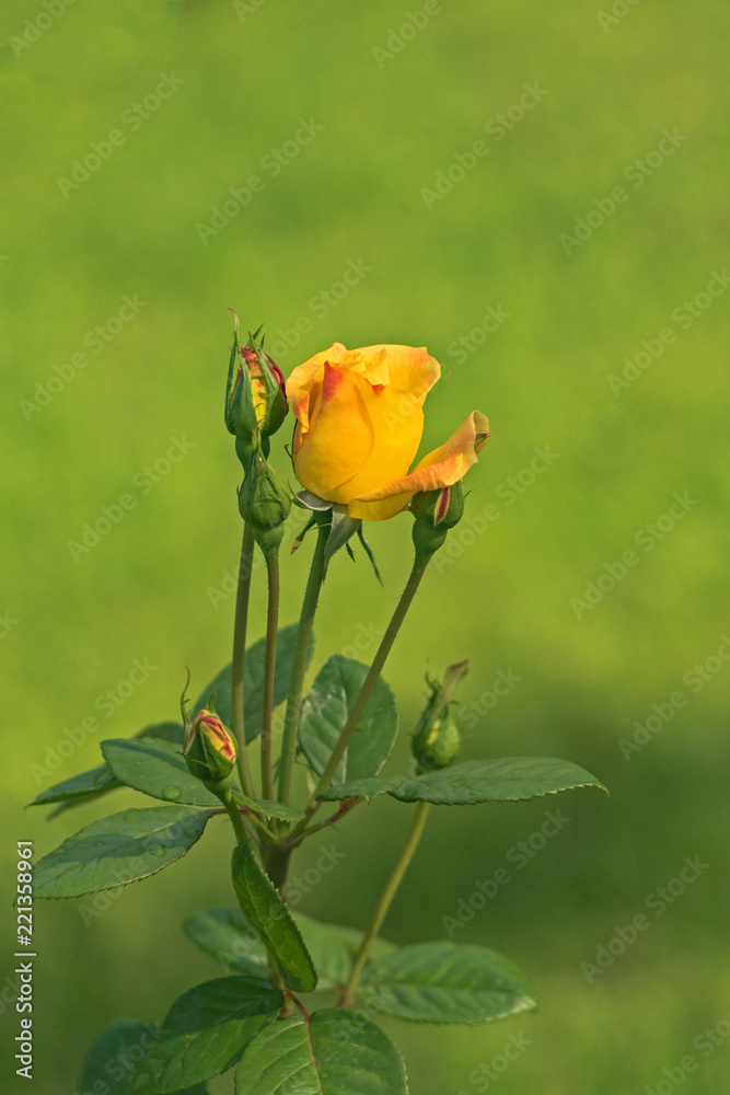 Sunny autumn day. Yellow rose on a blurry green background Sunny autumn day. Yellow rose on a blurry green background