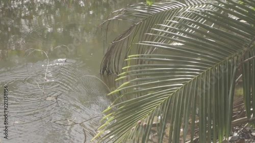 Varan swimming in the water of the pond on the Similan Islands. Thailand. S-log, ungraded, no color. photo