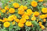 Marigolds or Mums