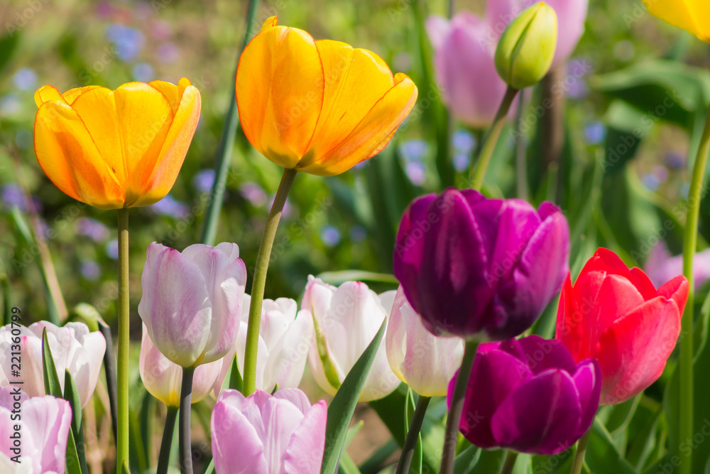 colorful tulips in the garden