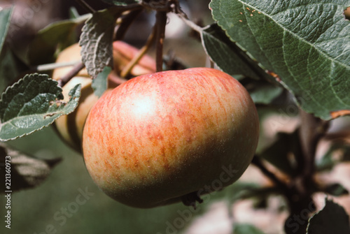 Apple tree. Apple tree with small natural apple