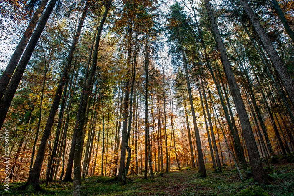 Naklejka premium forest in autumn