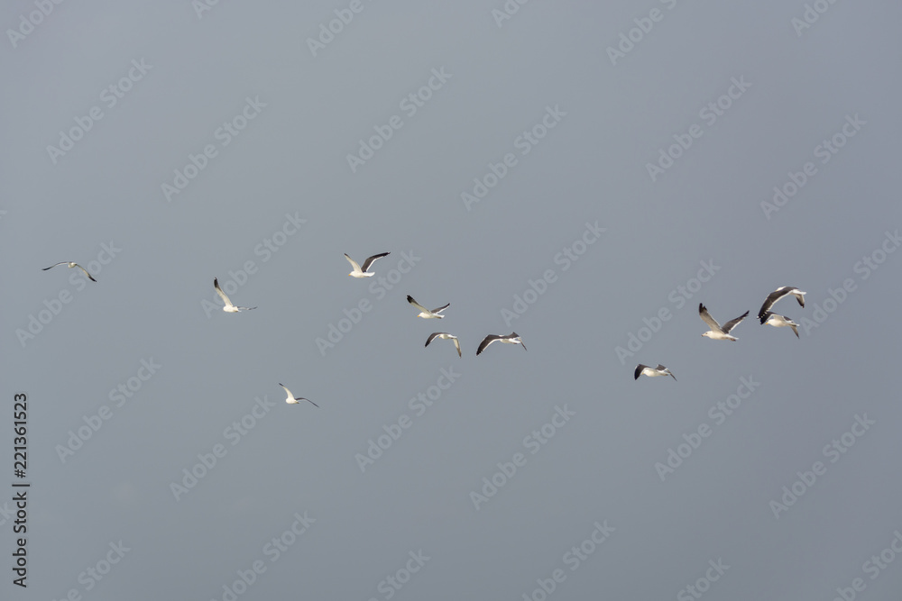Seagulls flying in the air, Cabo Ledo, Luanda, Angola Seagulls flying in the air, Cabo Ledo, Luanda, Angola