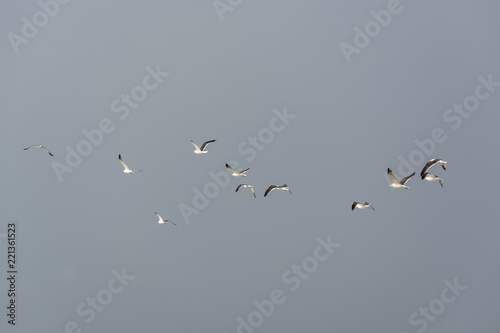 Seagulls flying in the air, Cabo Ledo, Luanda, Angola