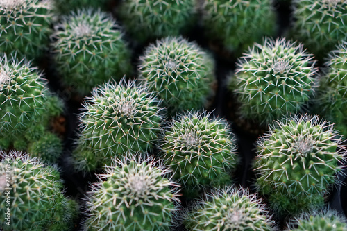 green cactus plants in pots, farm, garden