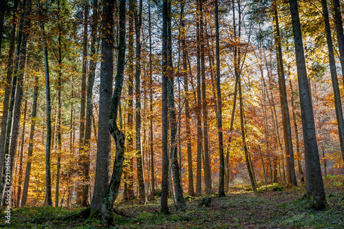 forest in autumn © pierluigipalazzi