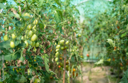 Ripening tomatoes in a summer, hot, August day in a home garden and home greenhouse.