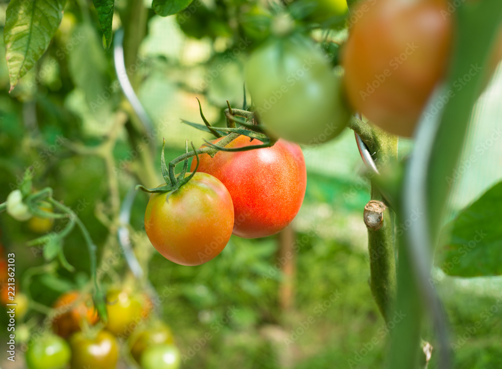 Ripening tomatoes in a summer, hot, August day in a home garden and home greenhouse.
