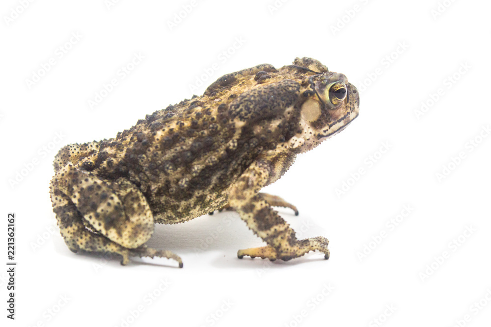 Fototapeta premium Toad White Background form phuket Thailand