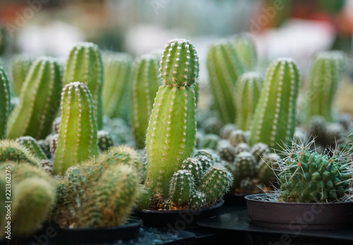 green cactus plants in pots, farm, garden