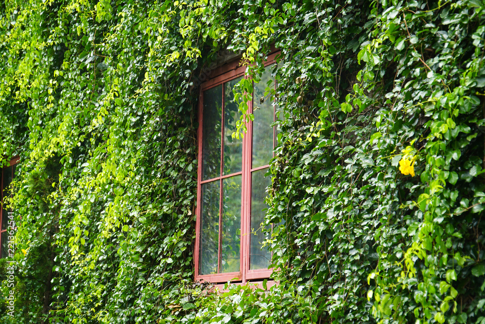 exterior window vine tree covers building