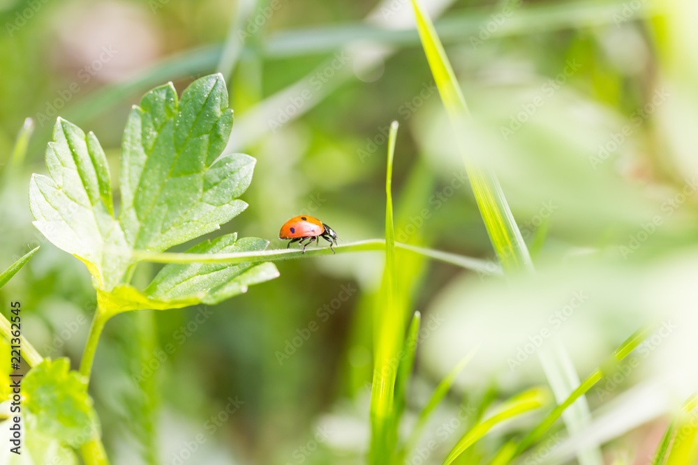 Ladybird walking on green plant in spring day Ladybird walking on green plant in spring day