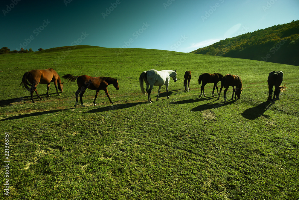 Fototapeta premium Horses outdoor in ranch at beauty landscape