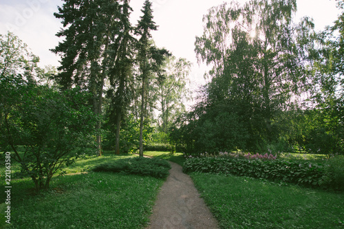 Photography forest park outdoor plants green trees moscow