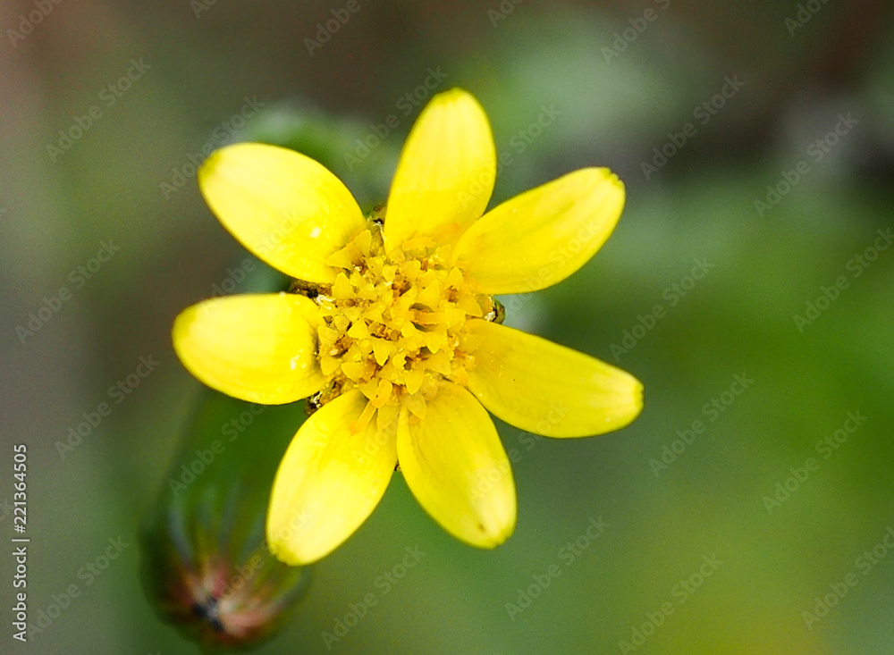 Common Groundsel (Senecio vulgaris) Common Groundsel (Senecio vulgaris)