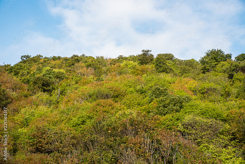 Large forests are drying