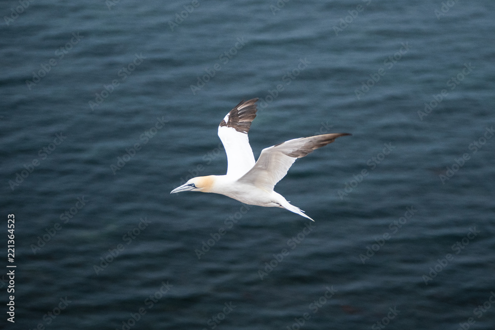 Basstölpel im Flug Basstölpel im Flug