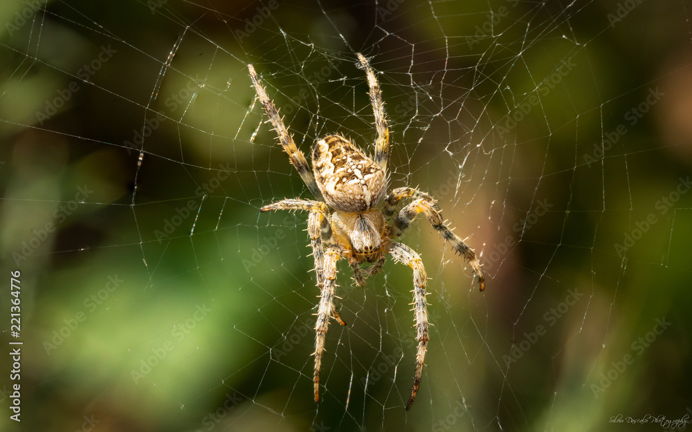 Cross orb-weaver spider on the web Cross orb-weaver spider on the web