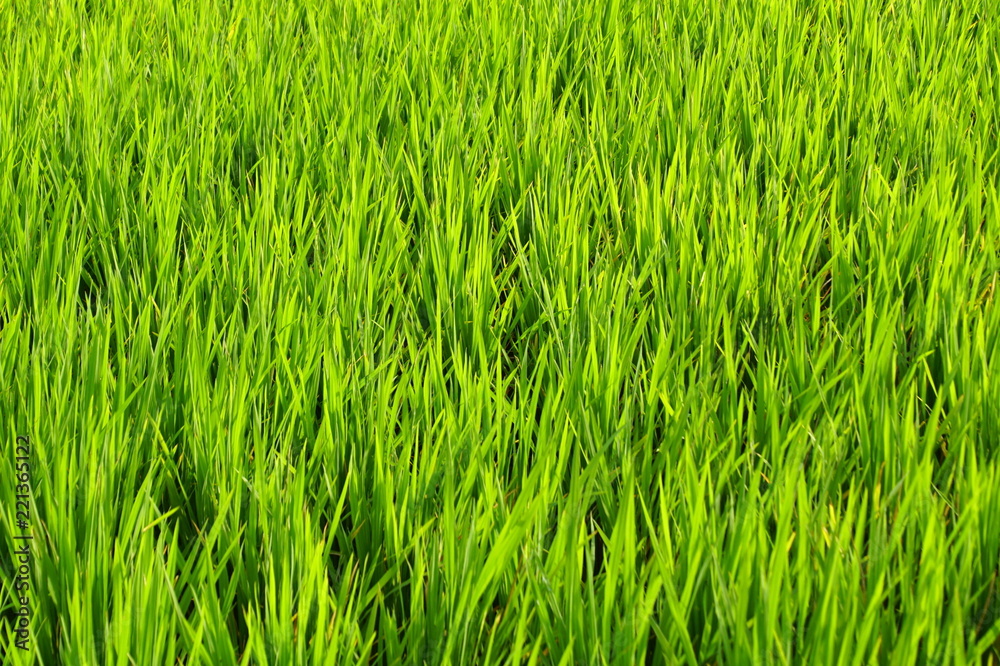 Green rice field close up - agricultural background Green rice field close up - agricultural background