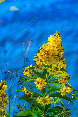 Yellow Loosetrife Green Leaves Juanita Beach Park Kirkland Washington photo