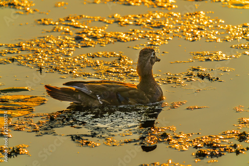 Female Wood Duck Golden Sunset Juanita Bay Park Lake Washington Kirkland Washiington photo