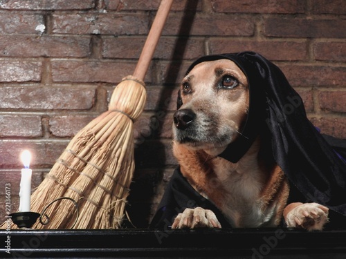 Costumed dog  witch broomstick bamboo dark apparent brick background
