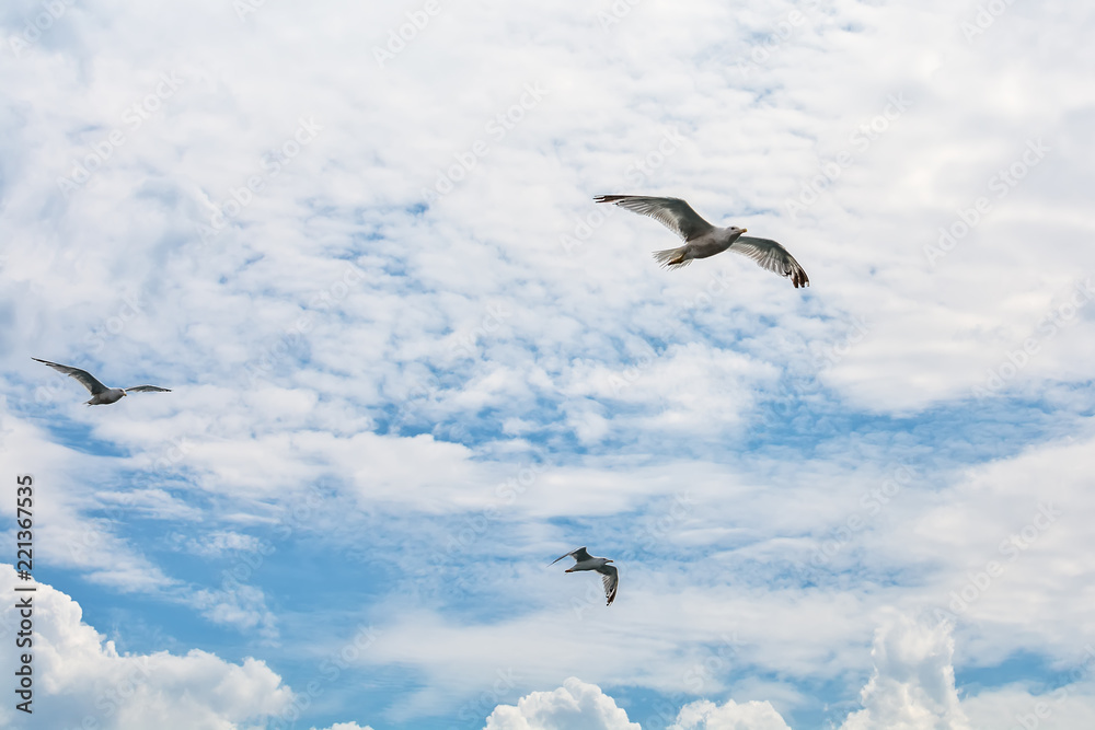 Naklejka premium Seagull in flight