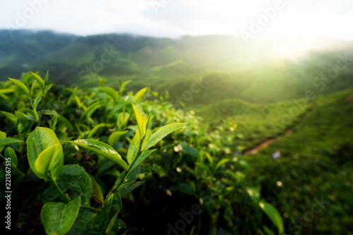 Green tea bud and fresh leaves. Tea plantations in Cameron highland, Malaysia..