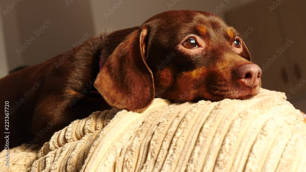 Little dachshund purebreed long bodied short legged small dog sitting relaxing and chilling on sofa couch indoor Little dachshund purebreed long bodied short legged small dog sitting relaxing and chilling on sofa couch indoor